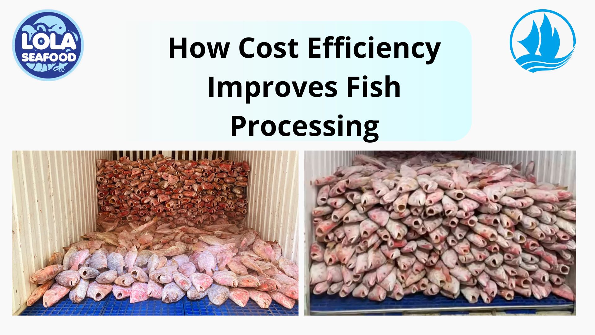  How Cost Efficiency Improves Fish Processing